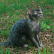 Illustration for article titled Werewolf Kitties, No Full Moon Needed